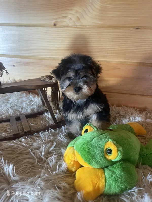 Leo – Yorkshire Terrier puppy for sale in Crossville, TN