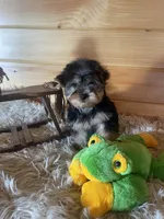 Leo, a male Yorkshire Terrier for sale in Crossville, TN – Photo 1 of 7