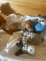 Devon, a male Miniature Dachshund for sale in Crossville, TN – 1 of 6
