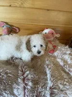 Queen , a female Maltipoo for sale in Crossville, TN – 4 of 6