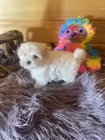 Heidi, a female Maltese and Mal Shi for sale in Crossville, TN – 4 of 6