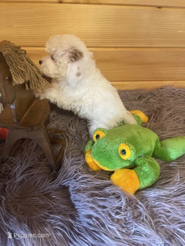 Max – Yorkipoo, Yorkshire Terrier puppy for sale in Crossville, TN