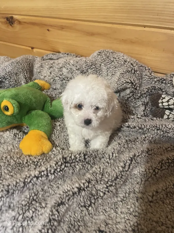 Patches – Maltipoo puppy for sale in Crossville, TN