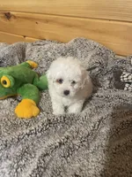 Patches, a male Maltipoo for sale in Crossville, TN – 2 of 6