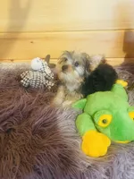 Spike, a male Yorkshire Terrier for sale in Crossville, TN – 3 of 6