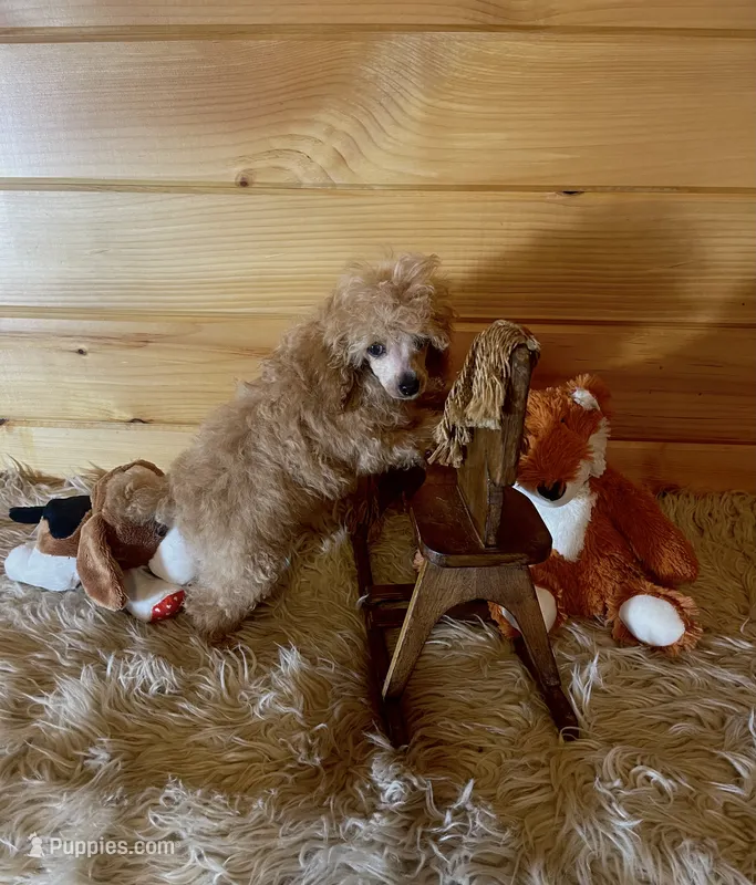 Rowdy – Poodle - Toy  puppy for sale in Crossville, TN