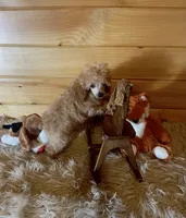 Rowdy, a male Poodle - Toy  for sale in Crossville, TN – 1 of 5