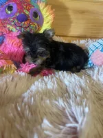 Sara, a female Yorkshire Terrier for sale in Crossville, TN – 3 of 6