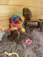 Delilah, a female Miniature Dachshund for sale in Crossville, TN – 4 of 7