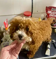 Cash, a male Poodle - Toy  for sale in Crossville, TN – 3 of 3