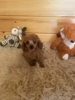 Rascal , a male Poodle - Toy  for sale in Crossville, TN – 5 of 5