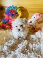 Marla, a female Maltese for sale in Crossville, TN – 6 of 6