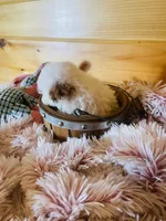 Misty, a female Maltipoo for sale in Crossville, TN – 2 of 7