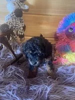 Pepe, a male Yorkipoo and Yorkshire Terrier for sale in Crossville, TN – 3 of 8