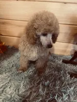 processed/91657095-7b0e-4c99-a294-78ecf444ad82/listing/a6809e72-5d8d-42e3-8b6e-e47d054b1c19/336dea01-5d40-4d70-8825-fb7694b88e1a