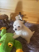 Max, a male Yorkipoo and Yorkshire Terrier for sale in Crossville, TN – 6 of 6