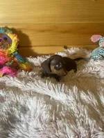 Delilah, a female Miniature Dachshund for sale in Crossville, TN – 4 of 7