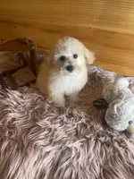 Sissy, a female Maltipoo for sale in Crossville, TN – Photo 4 of 6