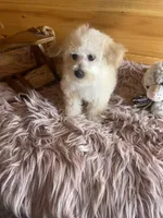 Sissy, a female Maltipoo for sale in Crossville, TN – Photo 3 of 6