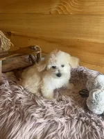 Sissy, a female Maltipoo for sale in Crossville, TN – Photo 5 of 6