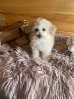 Sissy, a female Maltipoo for sale in Crossville, TN – Photo 6 of 6