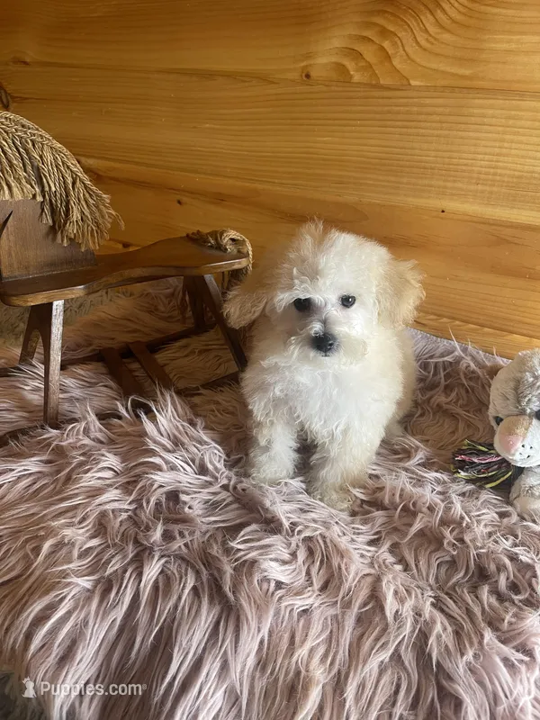 Sissy – Maltipoo puppy for sale in Crossville, TN