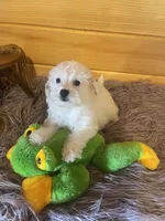 Max, a male Yorkipoo for sale in Crossville, TN – 5 of 7