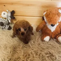 Rascal , a male Poodle - Toy  for sale in Crossville, TN – 2 of 5