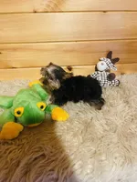 Howie, a male Yorkshire Terrier for sale in Crossville, TN – 3 of 8