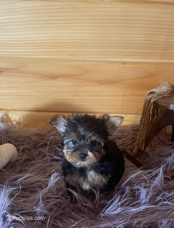Howie – Yorkshire Terrier puppy for sale in Crossville, TN