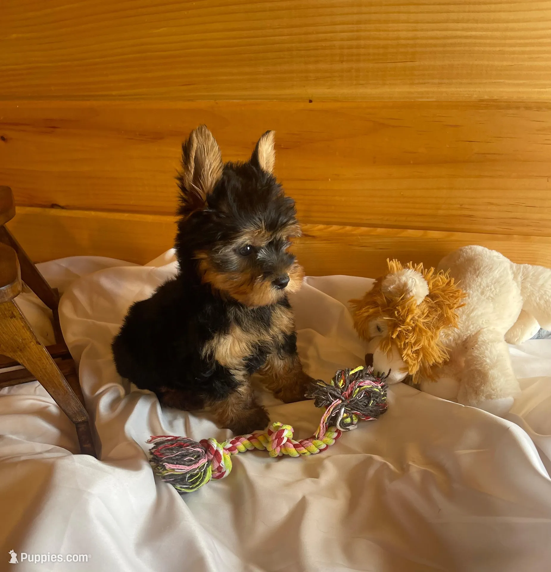 Romeo – Yorkshire Terrier puppy for sale in Crossville, TN