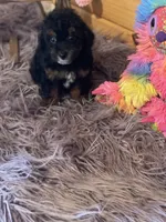 Star, a female Yorkipoo and Yorkshire Terrier for sale in Crossville, TN – 6 of 6