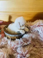 Misty, a female Maltipoo for sale in Crossville, TN – 5 of 7