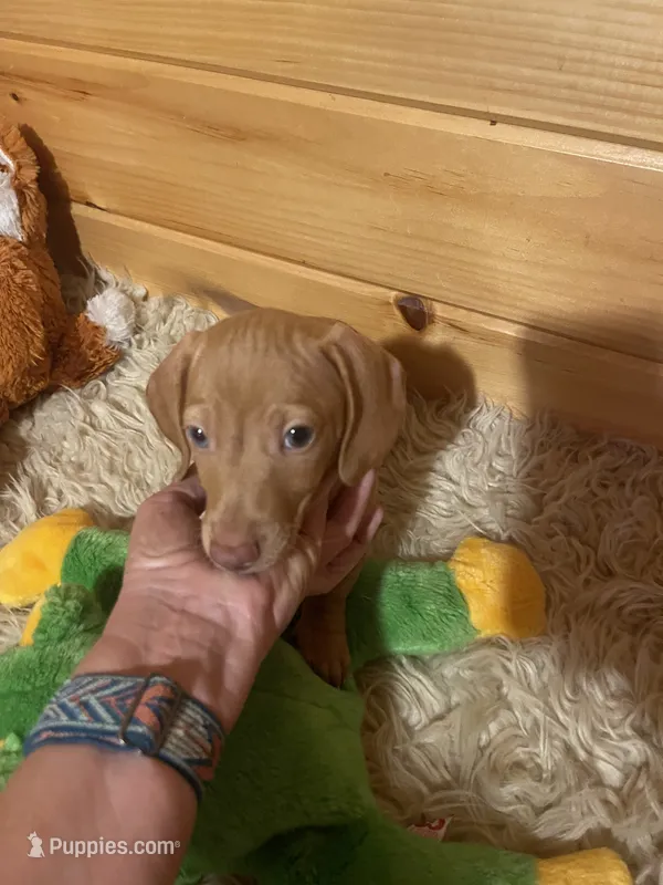 Devon – Miniature Dachshund puppy for sale in Crossville, TN