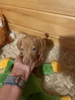 Devon, a male Miniature Dachshund for sale in Crossville, TN – 1 of 9