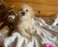 Pebbles, a female Maltipoo for sale in Crossville, TN – Photo 2 of 5