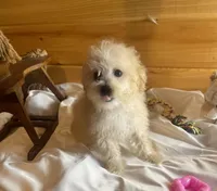 Pebbles, a female Maltipoo for sale in Crossville, TN – Photo 4 of 5