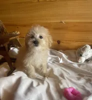 Pebbles, a female Maltipoo for sale in Crossville, TN – Photo 3 of 5