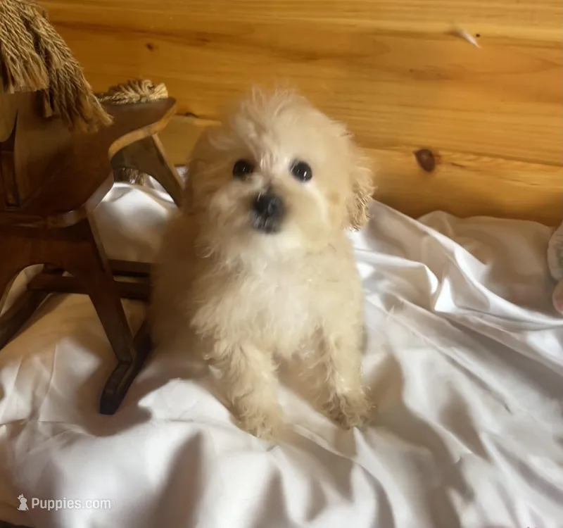 Pebbles – Maltipoo puppy for sale in Crossville, TN