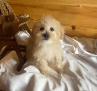 Pebbles, a female Maltipoo for sale in Crossville, TN – Photo 1 of 5