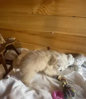 Pebbles, a female Maltipoo for sale in Crossville, TN – Photo 5 of 5