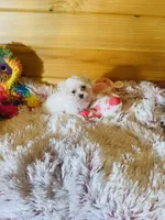 Marla, a female Maltese for sale in Crossville, TN – 2 of 6