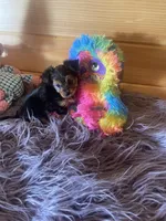 Duchess , a female Morkie for sale in Crossville, TN – 7 of 7
