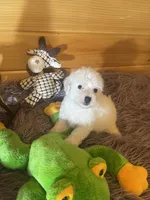 Max, a male Yorkipoo and Yorkshire Terrier for sale in Crossville, TN – 2 of 6