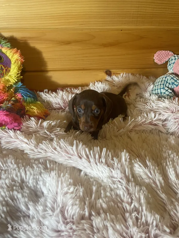 Delilah – Miniature Dachshund puppy for sale in Crossville, TN