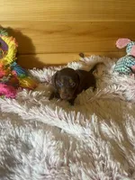 Delilah, a female Miniature Dachshund for sale in Crossville, TN – 1 of 7