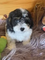 Gator , a male Yorkipoo and Yorkshire Terrier for sale in Crossville, TN – 2 of 6