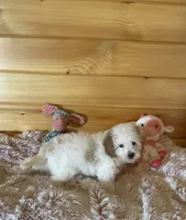 Queen , a female Maltipoo for sale in Crossville, TN – 3 of 6