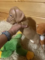 Devon, a male Miniature Dachshund for sale in Crossville, TN – 5 of 9