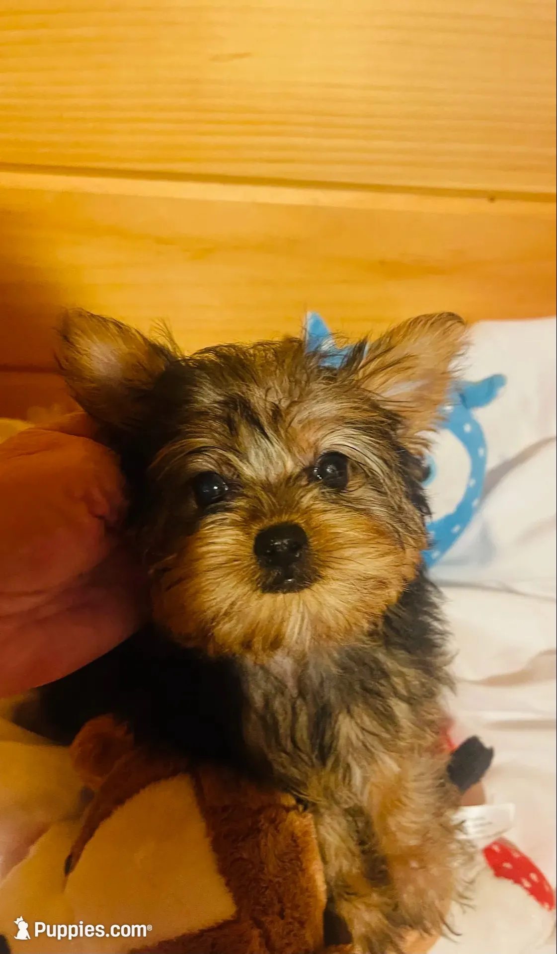Howie, a male Yorkshire Terrier for sale in Crossville, TN – 2 of 8